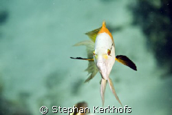 slingjaw wrasse (epibulus insidiator) taken at Shark reef... by Stephan Kerkhofs 